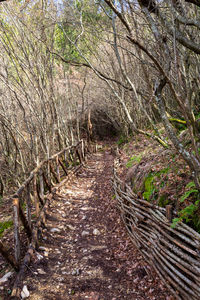 Footpath amidst trees in forest