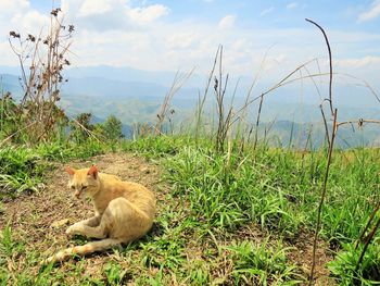 Sheep relaxing on field against sky