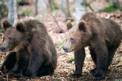 Close-up of bear cubs