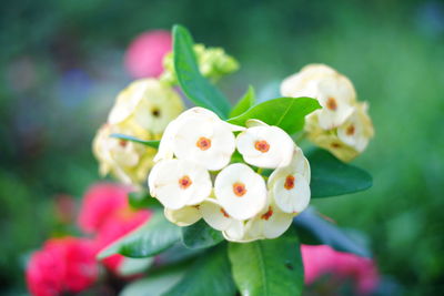 Close-up of white flowering plant