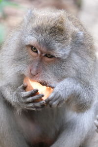 Close-up portrait of dog eating food