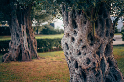 Close-up of tree trunk on field