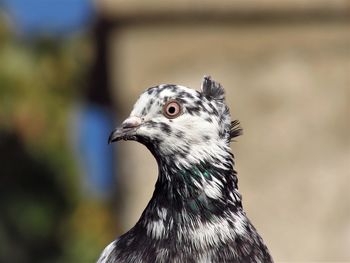 Close-up of a bird