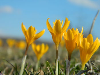 Close-up of yellow crocus blooming on field against sky