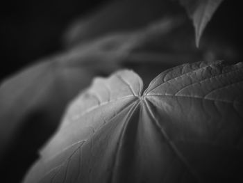 Close-up of flowering plant leaves