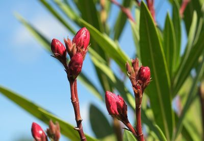 Close-up of red flowering plant