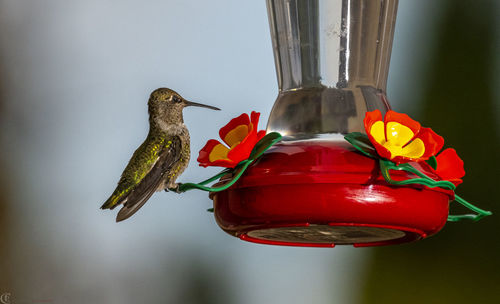 Close-up of bird perching on feeder