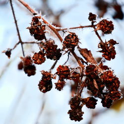 Close-up of frozen plant during winter