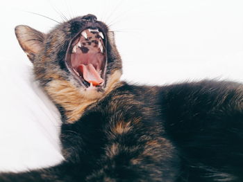 Close-up of cat yawning