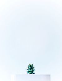 Close-up of potted plant against white background