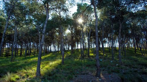 Trees in forest