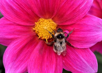 Close-up of bee pollinating on pink flower