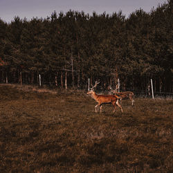 View of deer on field at night