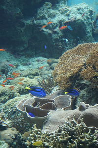 marine biology
