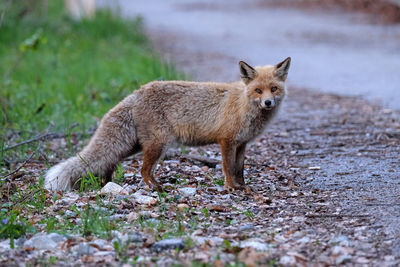 Nice fox in the alps