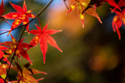 Close-up of maple leaves