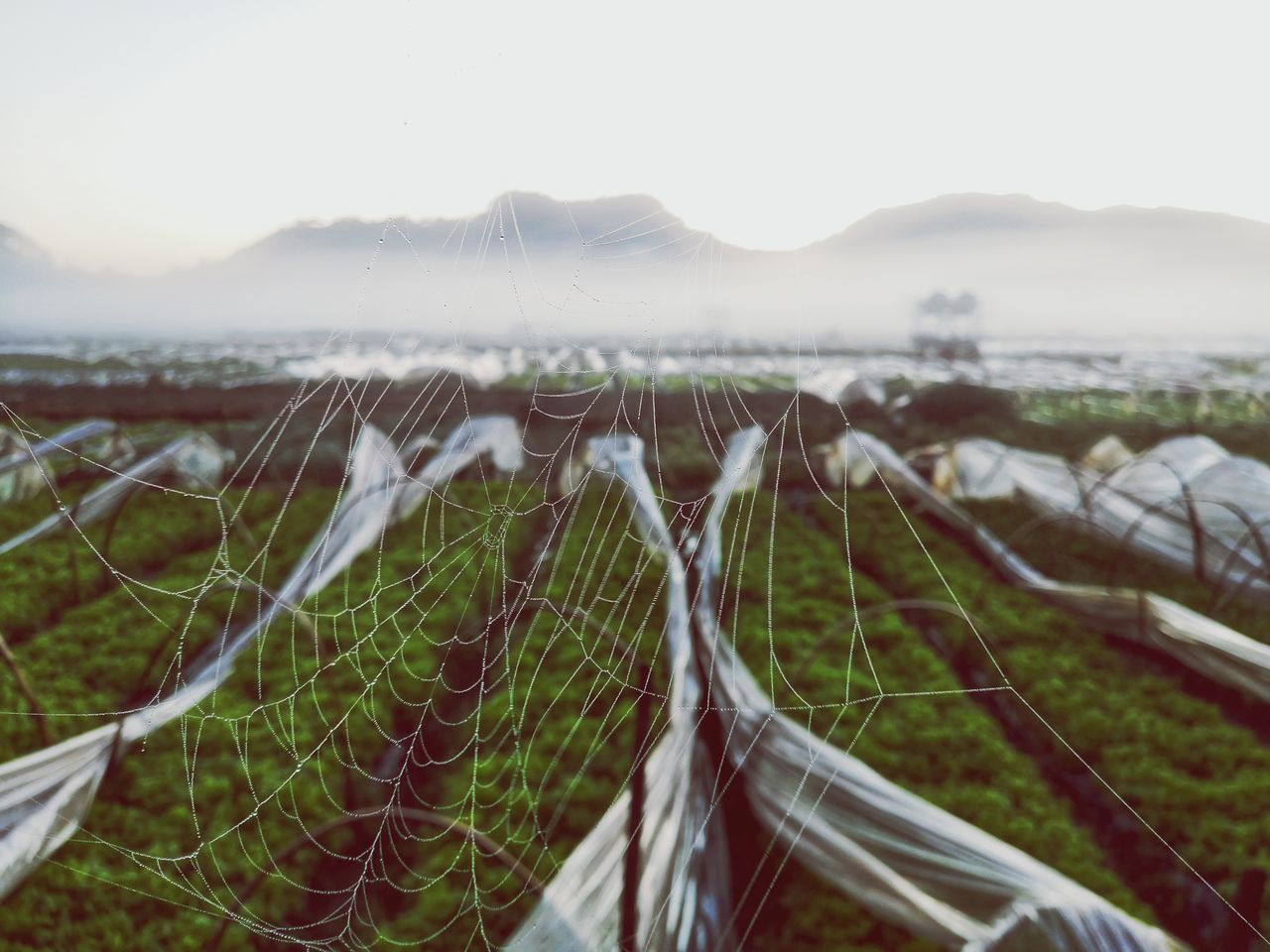 CLOSE-UP OF BARBED WIRE ON LAND