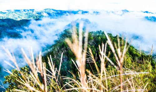 Close-up of grass growing on land against sky