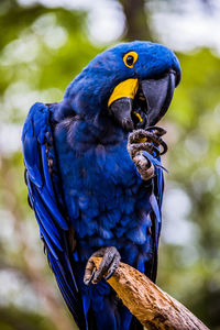 Close-up of blue parrot perching on branch