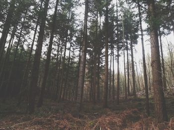 Trees in forest