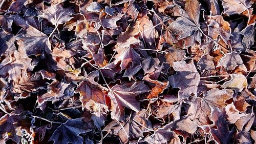 Full frame shot of dry autumn leaves