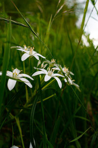 Close-up of white flowering plant on field