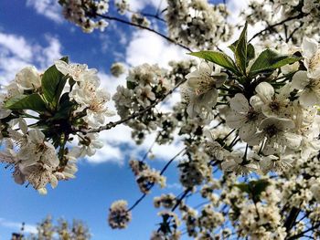 Low angle view of cherry blossom tree