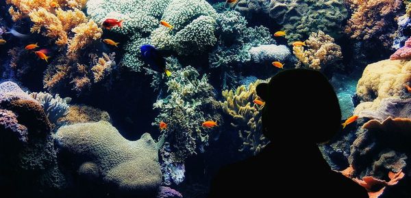 Rear view of boy in aquarium