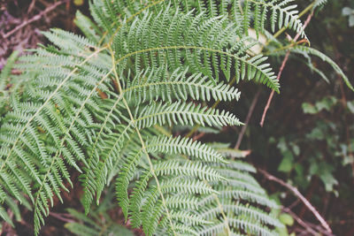 Close-up of fern leaves