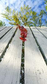 Close-up of flower tree against sky