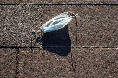 High angle view of leaf hanging on floor