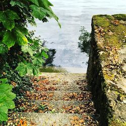 Plants growing in water