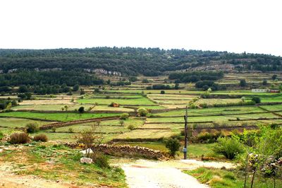 Scenic view of agricultural field against clear sky