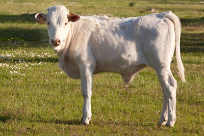 Portrait of a horse in a field