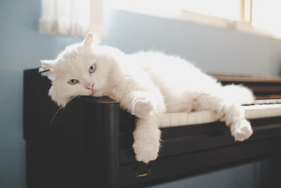 Portrait of white cat lying on piano keys at home