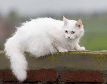 Close-up portrait of white cat