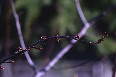 Close-up of wet plant