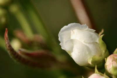 Close-up of white flower blooming outdoors