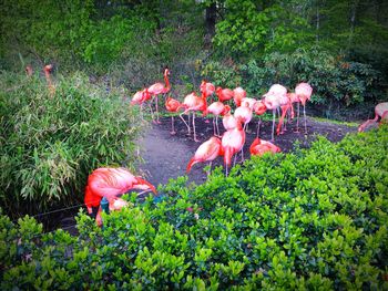 High angle view of flowers