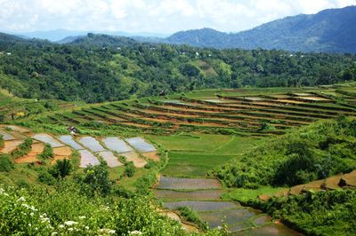 High angle view of agricultural field