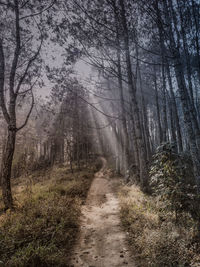Dirt road amidst trees in forest