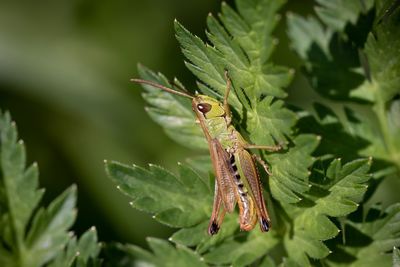 Close-up of insect on leaf