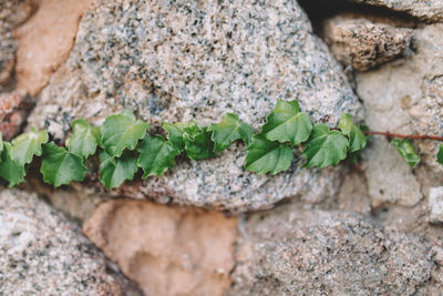 Close-up of plant growing on rock