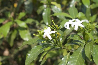 Close-up of white flowering plant