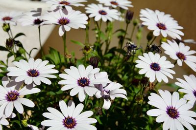 Close-up of white flowers