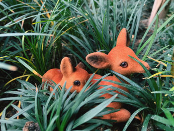 Close-up of stuffed toy on field