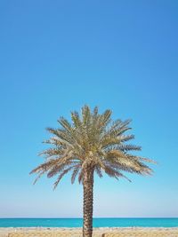 Palm tree by sea against clear blue sky