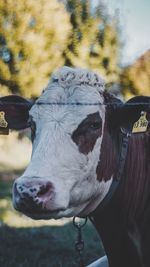 Portrait of cow standing at farm