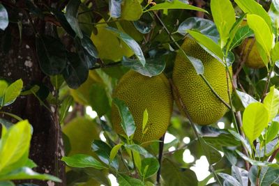 Low angle view of fruits growing on tree