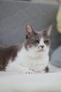 Portrait of cat relaxing at home